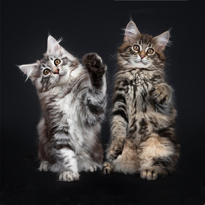 猫舍直销,批发价出售,缅因猫